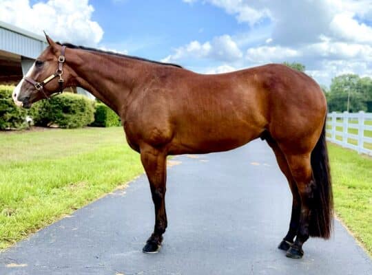 LL Cool Bay x Lazy Loper All-Around Gelding