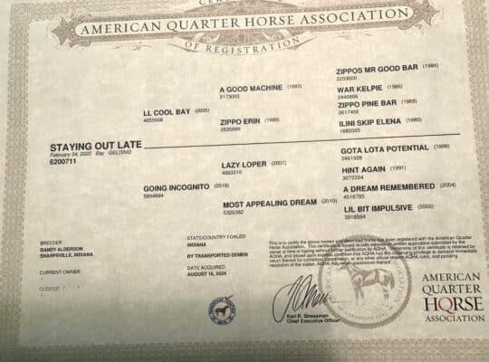 LL Cool Bay x Lazy Loper All-Around Gelding