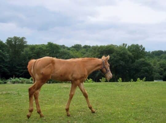 Gold Champagne Colt