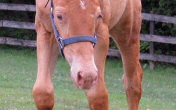 Gold Champagne Colt
