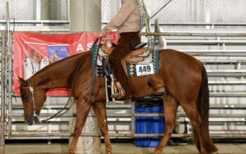 2019 Only In The Moonlite WP Gelding