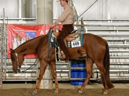 2019 Only In The Moonlite WP Gelding