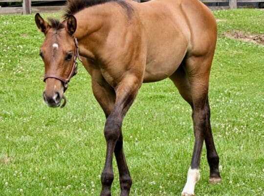 Mightty Mouse colt