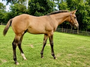 Mightty Mouse colt