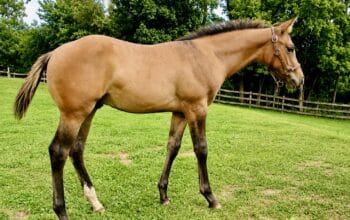 Mightty Mouse colt