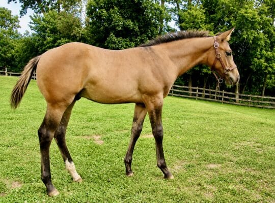 Mightty Mouse colt