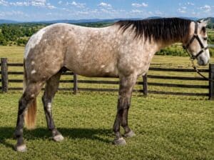AQHA/APHA Versatile Grey Gelding
