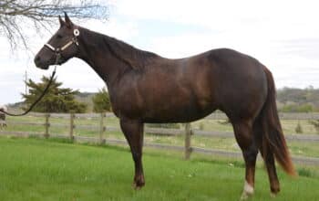 3 y old mare by The Best Martini