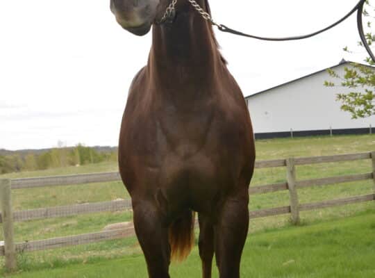 3 y old mare by The Best Martini