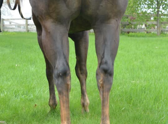 3 y old mare by The Best Martini