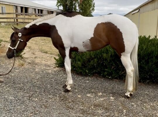 Beautiful APHA mare by One and Only Asset