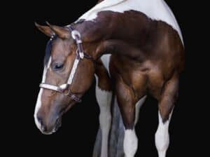 Beautiful APHA mare by One and Only Asset