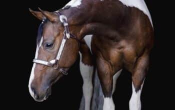 Beautiful APHA mare by One and Only Asset