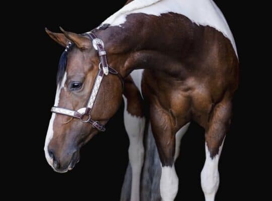 Beautiful APHA mare by One and Only Asset