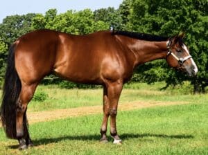3YO Certain Potential All-Around Gelding Prospect