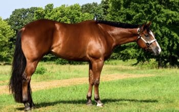 3YO Certain Potential All-Around Gelding Prospect