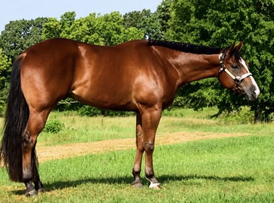 3YO Certain Potential All-Around Gelding Prospect
