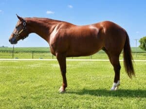 5YO The Best Martini x Zippos Mr Good Bar Mare