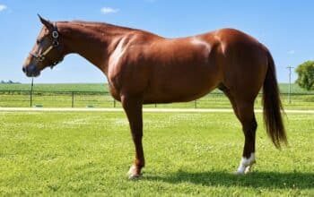 5YO The Best Martini x Zippos Mr Good Bar Mare