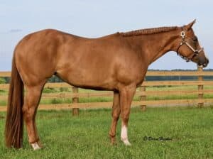 Triple Registered AQHA/APHA/PtHA 4YO Mare
