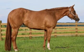 Triple Registered AQHA/APHA/PtHA 4YO Mare