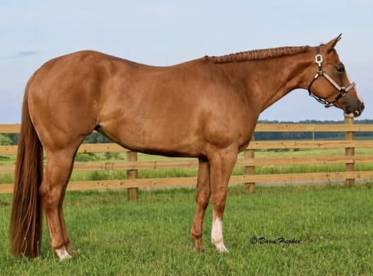Triple Registered AQHA/APHA/PtHA 4YO Mare