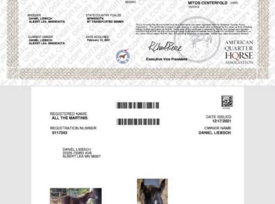 5YO The Best Martini x Zippos Mr Good Bar Mare