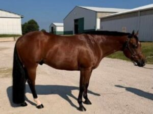 ❖✧❖ ITZ MY TIME ❖✧❖ 2018 AQHA Bay Gelding