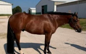 ❖✧❖ ITZ MY TIME ❖✧❖ 2018 AQHA Bay Gelding