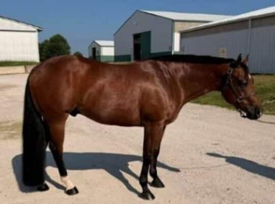❖✧❖ ITZ MY TIME ❖✧❖ 2018 AQHA Bay Gelding