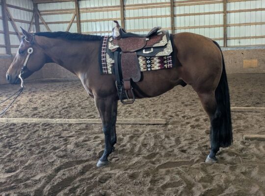 ❖✧❖ ITZ MY TIME ❖✧❖ 2018 AQHA Bay Gelding
