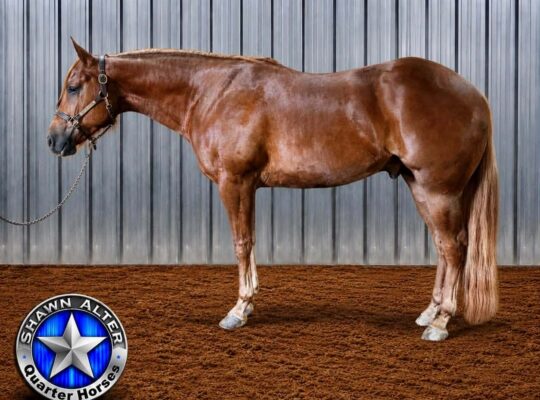 Machine Made 3YO All-Around Prospect