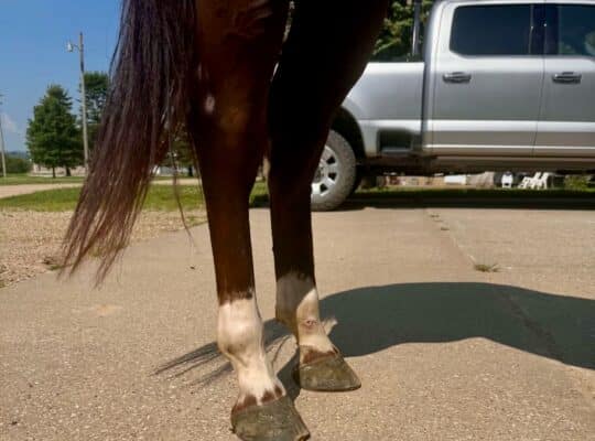 5YO The Best Martini x Zippos Mr Good Bar Mare