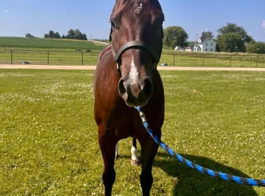 5YO The Best Martini x Zippos Mr Good Bar Mare
