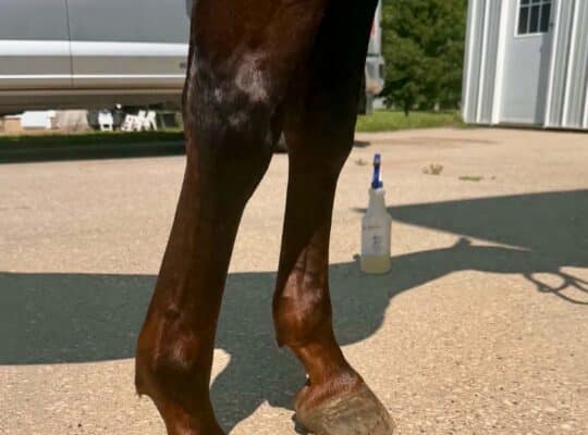 5YO The Best Martini x Zippos Mr Good Bar Mare