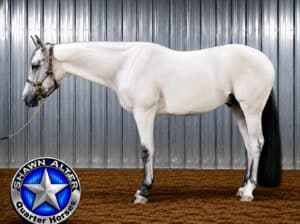 VS Code Blue 2YO Gelding
