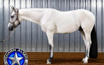 VS Code Blue 2YO Gelding