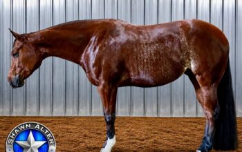 Machine Made 3YO All-Around Prospect