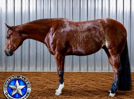 Machine Made 3YO All-Around Prospect