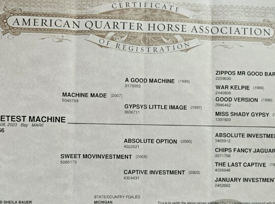 Machine Made 3YO All-Around Prospect