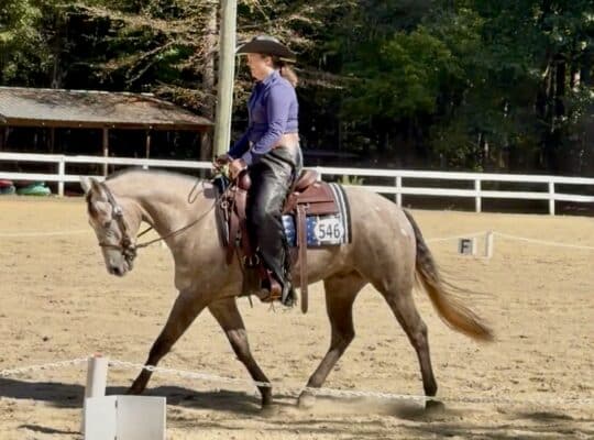 AQHA/APHA Versatile Grey Gelding