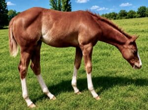 Stunning AQHA/APHA Double Weanling Filly
