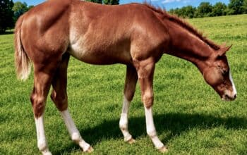 Stunning AQHA/APHA Double Weanling Filly