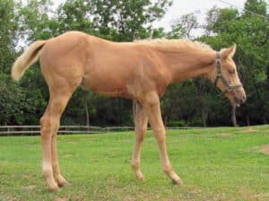 2026 AQHA/APHA HPF Hot Expectations Palomino Colt