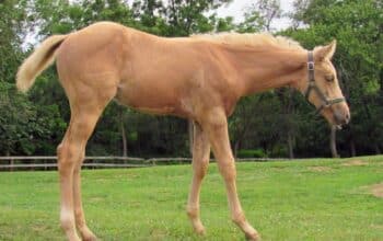2026 AQHA/APHA HPF Hot Expectations Palomino Colt