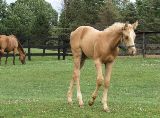 2026 AQHA/APHA HPF Hot Expectations Palomino Colt