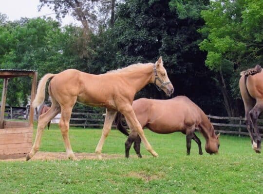 2026 AQHA/APHA HPF Hot Expectations Palomino Colt