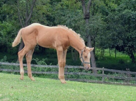 2026 AQHA/APHA HPF Hot Expectations Palomino Colt