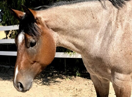 VS Code Blue Bay Roan 3YO Gelding