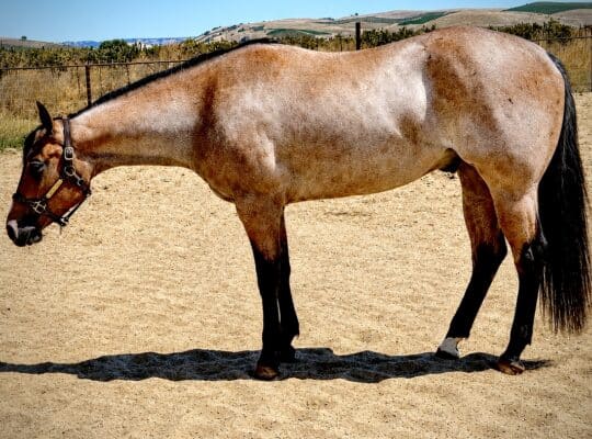 VS Code Blue Bay Roan 3YO Gelding